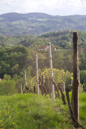 Styria Vines